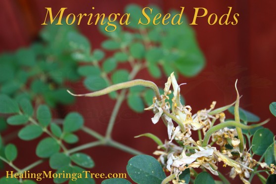 Moringa baby Seed Pods!