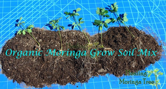 Moringa soil