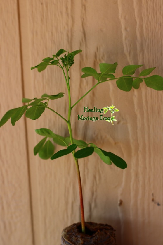 moringa seedling33
